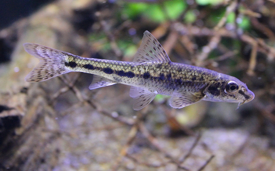 Gobio gobio (Linnaeus, 1758)